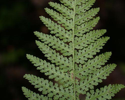 Hayscented fern